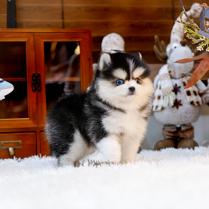 lidürfen wir vorstellen: lilly – die ausdrucksstarke parti pomkie zauberin! 👀🤍⚫ wir präsentieren lilly – eine atemberaubende, 7 wochen alte schwarz weiße pomkie hündin. ihre großen augen und ihre messerscharfe aufmerksamkeit lassen sie weniger wie einen welpen und mehr wie eine kleine, lebendige märchenfigur wirken! obwohl sie den markanten parti farbkontrast ihrer geschwister teilt, sind lillys fesselnder blick und ihre theatralische ausstrahlung absolut einzigartig. 💫 charakter & persönlichkeit – die große augenwunderin 💫 🔹 die „musterschülerin“ lilly betrachtet die welt nicht nur – sie erforscht sie! während andere welpen abgelenkt sind, fixiert lilly alles mit laserartiger neugier. ihre „für alles bereit“ art bedeutet, dass sie als erste ein raschelndes blatt, eine baumelnde schnur oder dein lächeln bemerkt. sie ist aufmerksam, intelligent und völlig in ihre umgebung vertieft. 🔹 ausdrucksstark und furchtlos ihre riesigen, tiefdunklen augen (umrahmt von ihrer weißen maske) drücken jede emotion – aufregung, neugier, zufriedenheit – in echtzeit aus. ihre mimik ist so lebendig, dass man schwören könnte, sie spräche direkt mit einem! 🔹 sanfte entdeckerin yorkie mut trifft auf pommeraner artige sanftmut. lilly erkundet furchtlos neue eindrücke und geräusche und kehrt dennoch immer wieder für eine zärtliche kuscheleinheit zurück. sie ist die perfekte mischung aus abenteuerlust und liebevoller begleiterin. 🎨 ihr blick – eine lebendige skizze! 🎨 lillys fell ist nicht nur wunderschön – es ist wahre kunst: 🔸 dramatische weiße „maske“ eine klare, schneeweiße maske umspielt elegant ihr gesicht, betont ihre ausdrucksstarken augen und verleiht ihr einen unwiderstehlich lebhaften, fast theatralischen ausdruck. 🔸 charakteristische blesse & beinakzente eine perfekt platzierte weiße blesse verläuft über ihre brust und setzt sich an ihrem vorderbein fort – ein markanter kontrast zu ihrem tiefschwarzen, seidenmatten fell. dieses einzigartige muster macht lilly sofort erkennbar! 🔸 perfektes, voluminöses fell ihr dichtes, plüschiges fell hebt sich bereits jetzt von ihrem kompakten körper ab – ein kennzeichen erstklassiger zucht! diese frühe felldichte verspricht eine luxuriös volle „plüschball“ silhouette im laufe ihres wachstums. 🩺 strahlende gesundheit – leuchtende augen, strahlende zukunft! 🩺 mit 7 wochen ist lilly vollständig geimpft und entwurmt. ihre strahlenden, klaren augen sind der beste beweis für ihre hervorragende gesundheit und die sorgfältige pflege, die ihr zuteil wurde. ✨ optimale zeit für die sozialisierung! jetzt ist der perfekte zeitpunkt für sie, neue menschen, geräusche und erfahrungen kennenzulernen – die beste grundlage für ein selbstbewusstes und ausgeglichenes erwachsenenleben! 📲 kostenloses digitales gesundheitsportal! wir richten ihnen sofort lillys persönlichen gesundheitstracker ein! er erfasst automatisch impfungen, tierarztbesuche, gewichtskontrollen und wichtige meilensteine – damit sie nichts verpassen. 🏅 stammbaum – fokus trifft auf flausch 🏅 lillys magische balance aus intelligenz, ausdruck und fell ist das ergebnis einer gezielten kreuzung zweier legendärer rassen: 🐾 pomeranian elternteil (mutter) mutter schenkte lilly ihr voluminöses, abstehendes fell, ihren kompakten, kräftigen körperbau und die charakteristische pom silhouette. dank mama ist lilly eine wahre flauschwolke! 🐾 yorkshire terrier elternteil (vater) vater ist der ursprung von lillys scharfer intelligenz, ihren tief liegenden, ausdrucksstarken augen, ihrer ausdrucksstarken fellzeichnung und ihrer unerschrockenen neugier. seine gene gaben ihr die wachsamkeit, nichts zu verpassen, und ihren mutigen entdeckergeist! gemeinsam erschufen sie einen pomkie, der gleichermaßen eine kuschelige wolke und ein bezaubernder gesprächspartner ist! lidürfen wir vorstellen: lilly – die ausdrucksstarke parti pomkie zauberin! 👀🤍⚫ wir präsentieren lilly – eine atemberaubende, 7 wochen alte schwarz weiße pomkie hündin. ihre großen augen und ihre messerscharfe aufmerksamkeit lassen sie weniger wie einen welpen und mehr wie eine kleine, lebendige märchenfigur wirken! obwohl sie den markanten parti farbkontrast ihrer geschwister teilt, sind lillys fesselnder blick und ihre theatralische ausstrahlung absolut einzigartig. 💫 charakter & persönlichkeit – die große augenwunderin 💫 🔹 die „musterschülerin“ lilly betrachtet die welt nicht nur – sie erforscht sie! während andere welpen abgelenkt sind, fixiert lilly alles mit laserartiger neugier. ihre „für alles bereit“ art bedeutet, dass sie als erste ein raschelndes blatt, eine baumelnde schnur oder dein lächeln bemerkt. sie ist aufmerksam, intelligent und völlig in ihre umgebung vertieft. 🔹 ausdrucksstark und furchtlos ihre riesigen, tiefdunklen augen (umrahmt von ihrer weißen maske) drücken jede emotion – aufregung, neugier, zufriedenheit – in echtzeit aus. ihre mimik ist so lebendig, dass man schwören könnte, sie spräche direkt mit einem! 🔹 sanfte entdeckerin yorkie mut trifft auf pommeraner artige sanftmut. lilly erkundet furchtlos neue eindrücke und geräusche und kehrt dennoch immer wieder für eine zärtliche kuscheleinheit zurück. sie ist die perfekte mischung aus abenteuerlust und liebevoller begleiterin. 🎨 ihr blick – eine lebendige skizze! 🎨 lillys fell ist nicht nur wunderschön – es ist wahre kunst: 🔸 dramatische weiße „maske“ eine klare, schneeweiße maske umspielt elegant ihr gesicht, betont ihre ausdrucksstarken augen und verleiht ihr einen unwiderstehlich lebhaften, fast theatralischen ausdruck. 🔸 charakteristische blesse & beinakzente eine perfekt platzierte weiße blesse verläuft über ihre brust und setzt sich an ihrem vorderbein fort – ein markanter kontrast zu ihrem tiefschwarzen, seidenmatten fell. dieses einzigartige muster macht lilly sofort erkennbar! 🔸 perfektes, voluminöses fell ihr dichtes, plüschiges fell hebt sich bereits jetzt von ihrem kompakten körper ab – ein kennzeichen erstklassiger zucht! diese frühe felldichte verspricht eine luxuriös volle „plüschball“ silhouette im laufe ihres wachstums. 🩺 strahlende gesundheit – leuchtende augen, strahlende zukunft! 🩺 mit 7 wochen ist lilly vollständig geimpft und entwurmt. ihre strahlenden, klaren augen sind der beste beweis für ihre hervorragende gesundheit und die sorgfältige pflege, die ihr zuteil wurde. ✨ optimale zeit für die sozialisierung! jetzt ist der perfekte zeitpunkt für sie, neue menschen, geräusche und erfahrungen kennenzulernen – die beste grundlage für ein selbstbewusstes und ausgeglichenes erwachsenenleben! 📲 kostenloses digitales gesundheitsportal! wir richten ihnen sofort lillys persönlichen gesundheitstracker ein! er erfasst automatisch impfungen, tierarztbesuche, gewichtskontrollen und wichtige meilensteine – damit sie nichts verpassen. 🏅 stammbaum – fokus trifft auf flausch 🏅 lillys magische balance aus intelligenz, ausdruck und fell ist das ergebnis einer gezielten kreuzung zweier legendärer rassen: 🐾 pomeranian elternteil (mutter) mutter schenkte lilly ihr voluminöses, abstehendes fell, ihren kompakten, kräftigen körperbau und die charakteristische pom silhouette. dank mama ist lilly eine wahre flauschwolke! 🐾 yorkshire terrier elternteil (vater) vater ist der ursprung von lillys scharfer intelligenz, ihren tief liegenden, ausdrucksstarken augen, ihrer ausdrucksstarken fellzeichnung und ihrer unerschrockenen neugier. seine gene gaben ihr die wachsamkeit, nichts zu verpassen, und ihren mutigen entdeckergeist! gemeinsam erschufen sie einen pomkie, der gleichermaßen eine kuschelige wolke und ein bezaubernder gesprächspartner ist!
