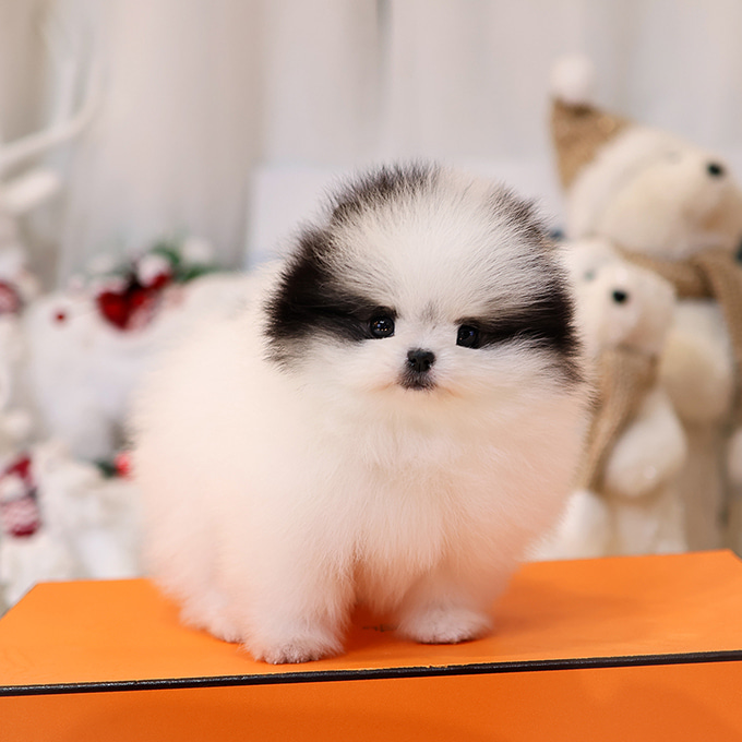 auto draft auto draft